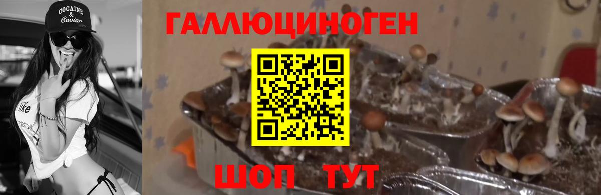 Кохма  Псилоцибиновые грибы Psilocybine cubensis  Вход с VPN 